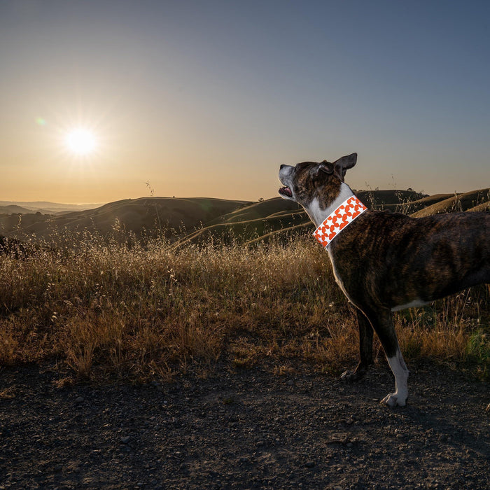 Reflective Dog Collar XL Size Adjustable Blaze Orange